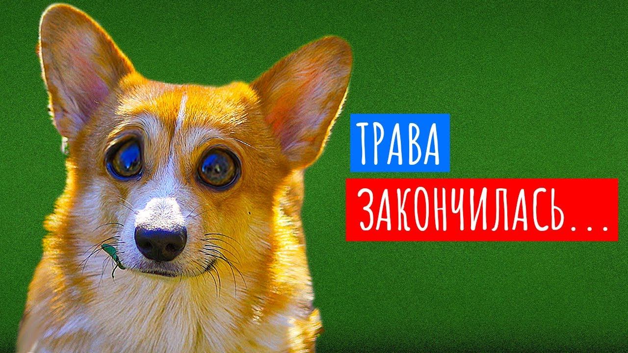ТОП 3 ЛУЧШИЕ СЕРИИ ОСЕНИ!! (Корги Коржик) Говорящая собака смотреть онлайн
