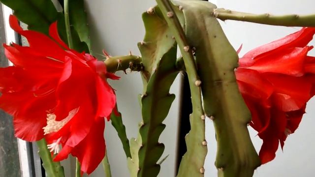 Гилоцереус зацвел. смотреть онлайн