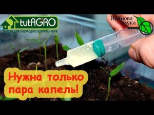 ВСЕГДА КРЕПКАЯ и ТОЛСТАЯ РАССАДА с БОЛЬШИМ УРОЖАЕМ! Рассада-крепыши: простой и доступный метод.