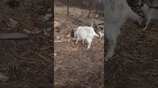 Прогулка новорожденных козлят! смотреть онлайн