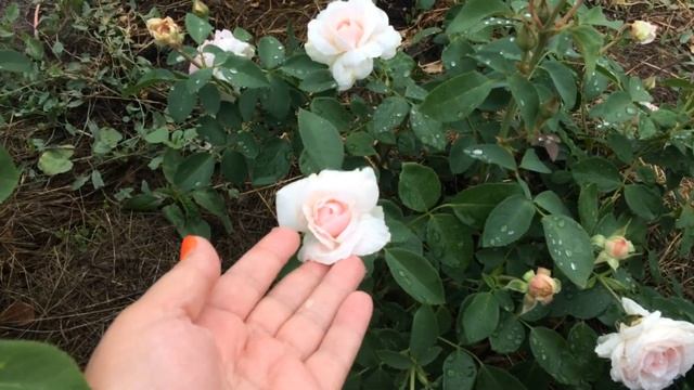 Роза Яблоневый цвет/Apple Blossom- 1-ое цветение после посадки / Из Питомника Елены Иващенко смотреть онлайн