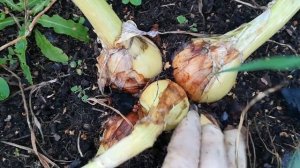 Лук шалот семейный Березовский аристократ (сорт 4)