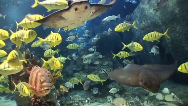 Turkuazoo-Akvaryum-Reklam-Filmi.mp4 смотреть онлайн