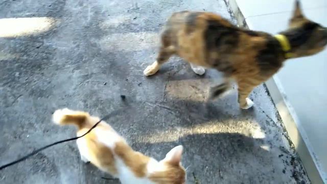 cute kitty cat play a lot, #catlovers #hellokitty #funnycats смотреть онлайн