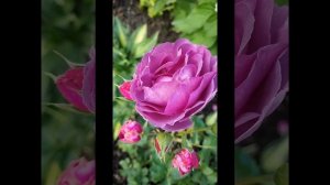 Роза Blue Eden. Цветение 14 сентября 2023 года.