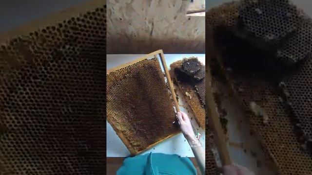 Гүлдің тозаңы және араның наны. Цветочная пыльца и пчелинная перга жля здоровья человека смотреть онлайн