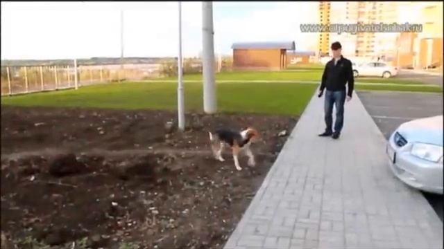 Ультразвуковой портативный отпугиватель собак смотреть онлайн