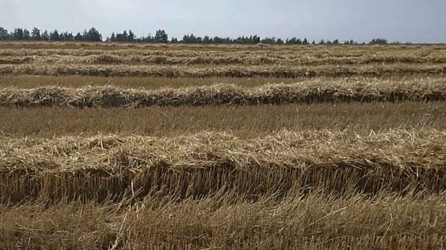 Мотоблоком за соломой . смотреть онлайн