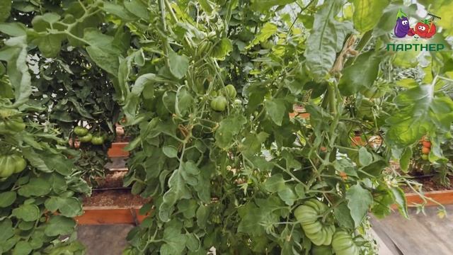 ЧТО ДЕЛАТЬ С ТОМАТАМИ В ИЮЛЕ смотреть онлайн