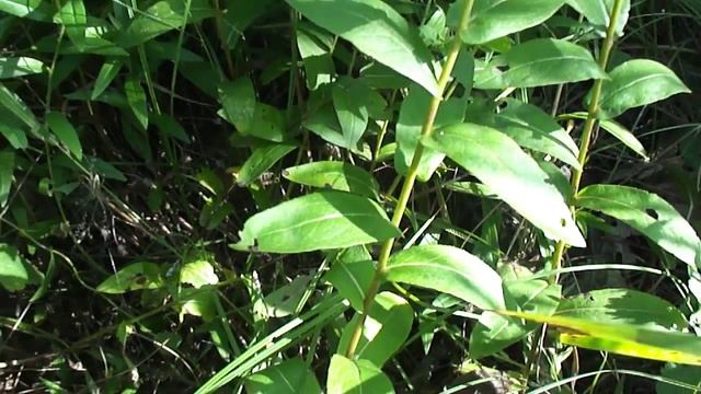 Лекарственные растения. Девясил шероховатый / Inula aspera смотреть онлайн