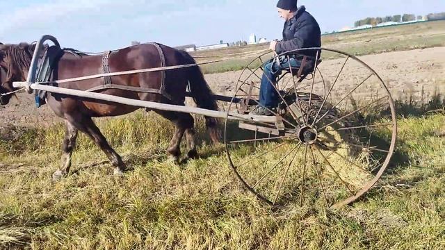 ЛОШАДИ/ЗАГОТОВКА СЕНА КОННОЙ ГРАБИЛКОЙ НА КРАСАВЧИКЕ смотреть онлайн