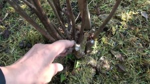 Как обрезать гортензию,что бы она выросла до двух трех метров. Сроки обрезки.