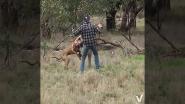 Отомстил за собаку) смотреть онлайн