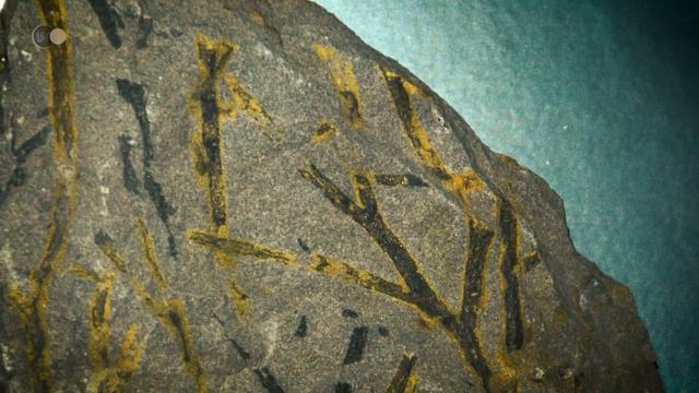 BEFORE the Dinosaurs: WHY did ANIMALS LEAVE the Ocean to Conquer the Earth? | History Documentary смотреть онлайн