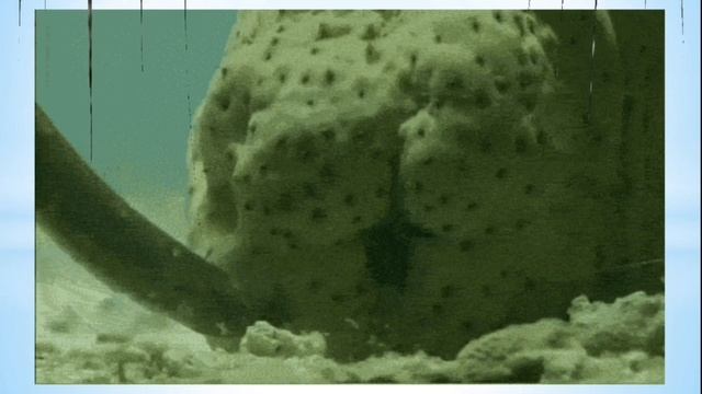 Интересный факт: "Морские огурцы" смотреть онлайн