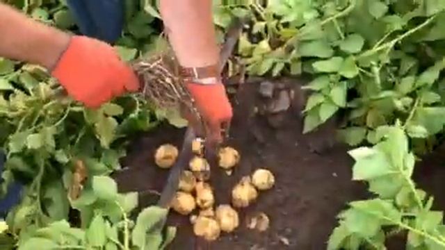 Картофель Сенсейшел смотреть онлайн