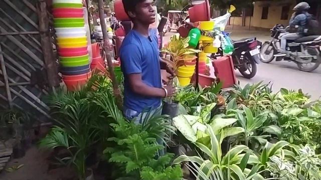 सबसे सस्ते इनडोर प्लांट्स नर्सरी। बुद्ध ज्ञान।sbse saste endor plant's nursery in lucknow смотреть онлайн
