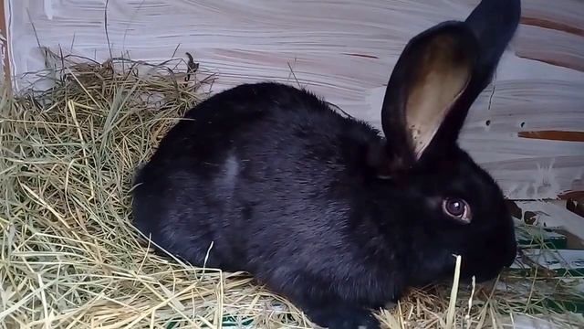 Строкач.Немецкий пестрый великан Строкач.Самка Сара. смотреть онлайн