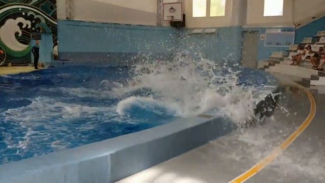 ДЕЛЬФИНАРИЙ В РИВЬЕРЕ. СОЧИ