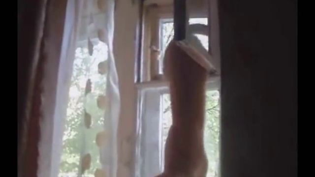 Подборка умных котов смотреть онлайн