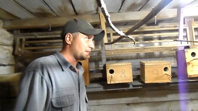 Профилактика от поноса, у волнистых попугаев. смотреть онлайн