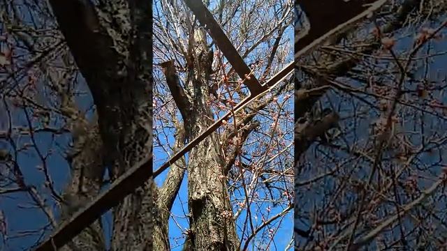 А так у нас цветет абрикос смотреть онлайн