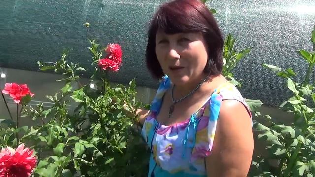 Выращивание и уход за георгином. Growing dahlias. смотреть онлайн