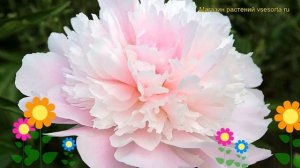 Пион молочноцветковый Алерти. Краткий обзор, описание характеристик paeonia lactiflora Alertie