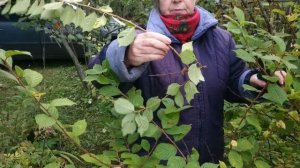 Как обрезать войлочную вишню осенью ?Санитарная обрезка.