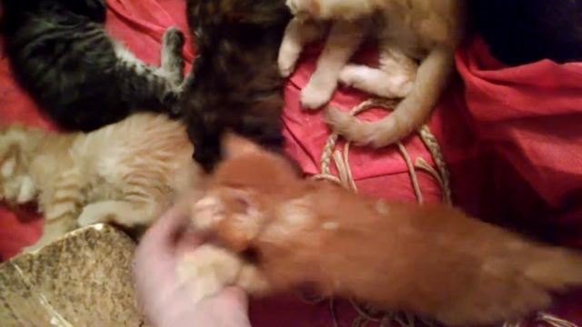 Котик красный солид Упитанный и немного скромный котик породы Мейн кун смотреть онлайн