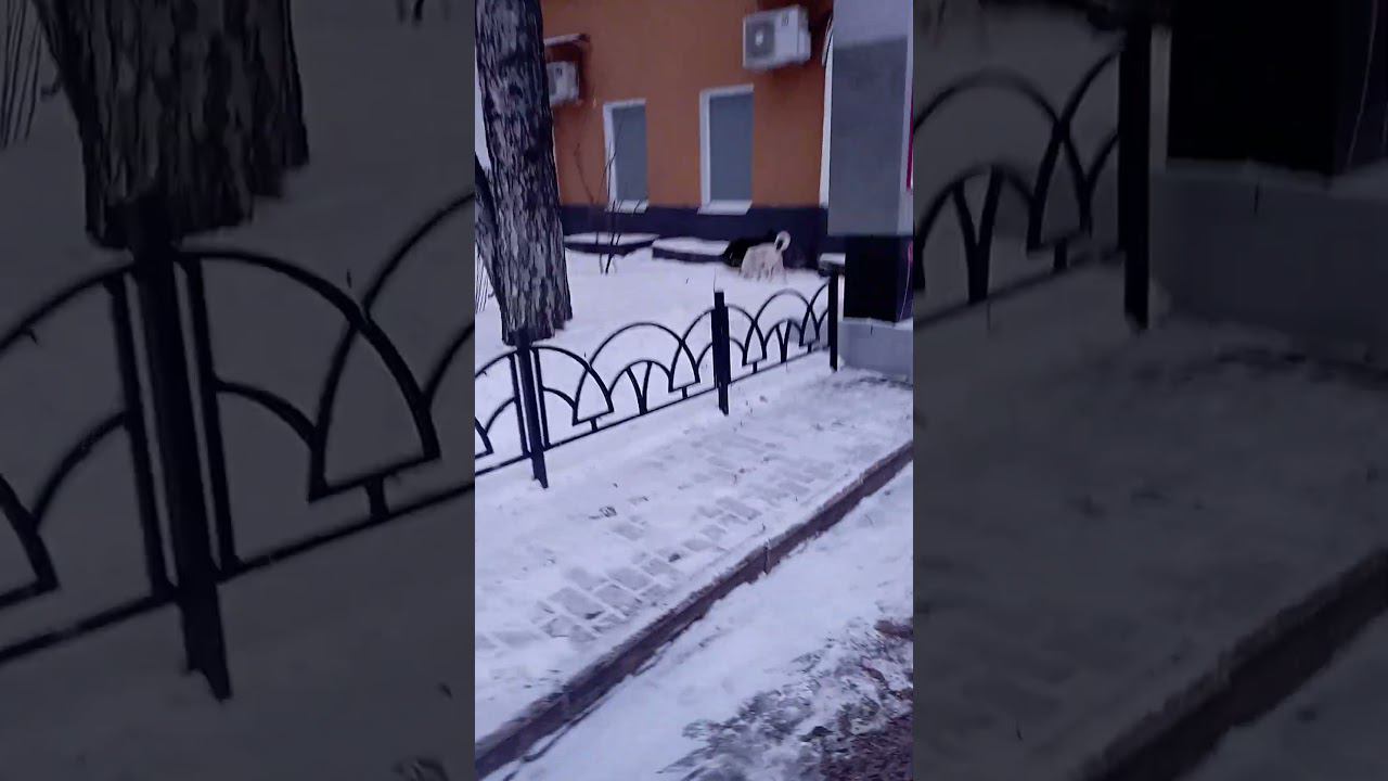 2 Дела у Рив Гош