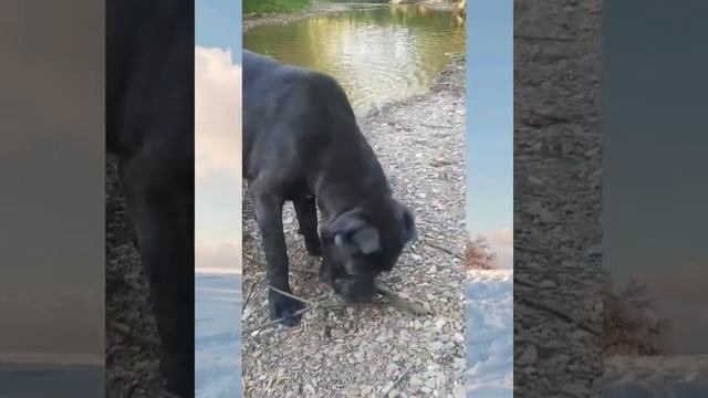 Кане корсо ,преодоление страхов.Воды) смотреть онлайн