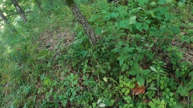ЖЕНА РЕШИЛА ПРОВЕРИТЬ СКОЛЬКО Я ПРОПУСТИЛ ГРИБОВ. НАШЛИ ПРОПУЩЕННЫЕ ГРИБЫ В МАЛЕНЬКОМ ЛЕСУ. ГРИБНИК смотреть онлайн