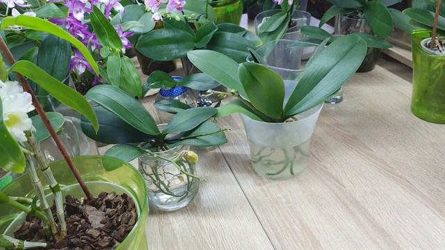 Перевожу орхидеи фаленопсис на открытую систему. Часть 4. В главной роли Liodoro с деткой смотреть онлайн