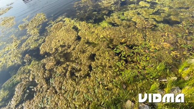 Which catches more bass? Yum or berkly gulp? смотреть онлайн