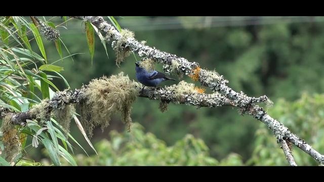 Birds of Colombia - Tangara Negriazul (Tangara vassorii) Blue-and-Black Tanager смотреть онлайн