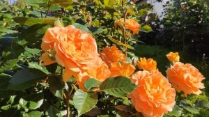 Роза Goldelse. Красавица. Любимица.