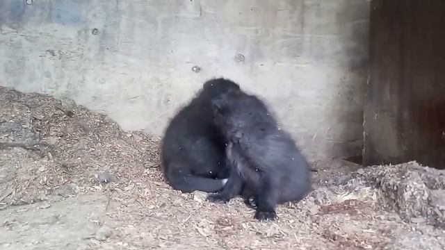 домашняя лисица с лисятами смотреть онлайн