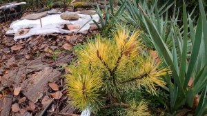 Декоративные хвойные в своем саду