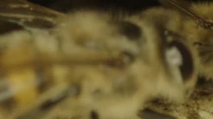 Как пчелы поселились в русских деревнях. Боровки. Точка возврата, 2021.mp4