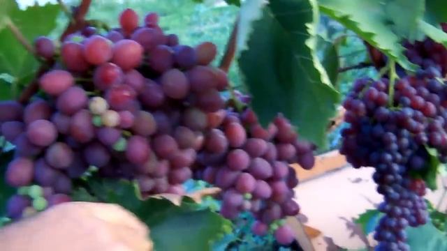 Коллекция винограда. Что не порвало. "Collection of grapes" смотреть онлайн