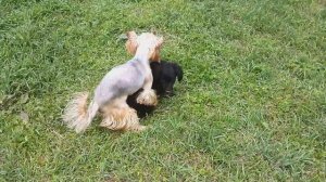 Собаки чпокаются жесть!!!!!!!