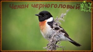 Голоса птиц Как поёт Чекан черноголовый (Saxicola torquata).mp4