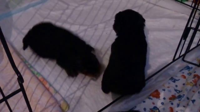 Щенки йорка - 24дня.