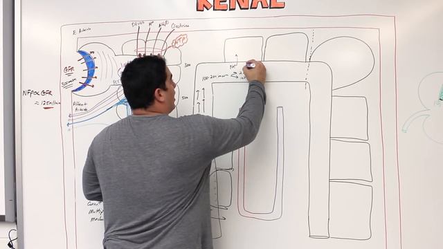Renal | Filtration, Reabsorption, And Secretion: Overview