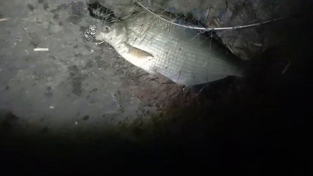 Первые лещи в их жизни! Рыбалка в Ростове-на-Дону на Аксайских плитах! #РостовНаДону #Рыбалка #Отды смотреть онлайн