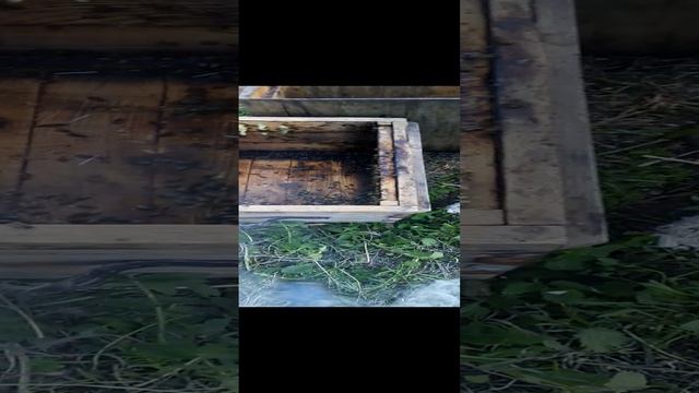Переселения роя из ловушки в Улей (5) смотреть онлайн