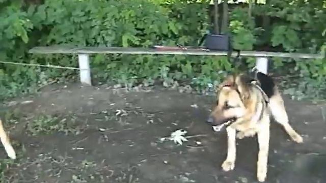 Дресирування собак у Львові 0638700373. Овчарки и рукав. смотреть онлайн