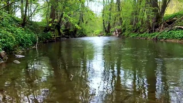 Relaxing Forest River Sounds - Singing Birds Ambience смотреть онлайн