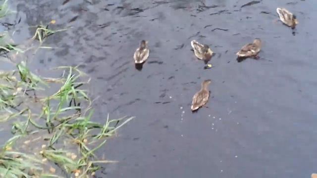 Один год из жизни крякв: Перелётные утки смотреть онлайн